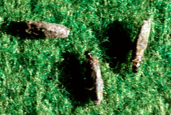 Bumble Bee on flower