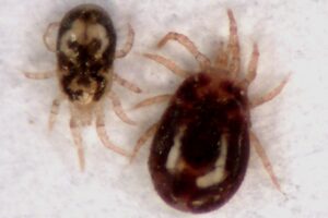 close up of two bird mites