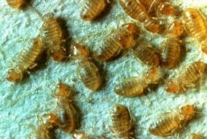 Booklice on pale blue fabric