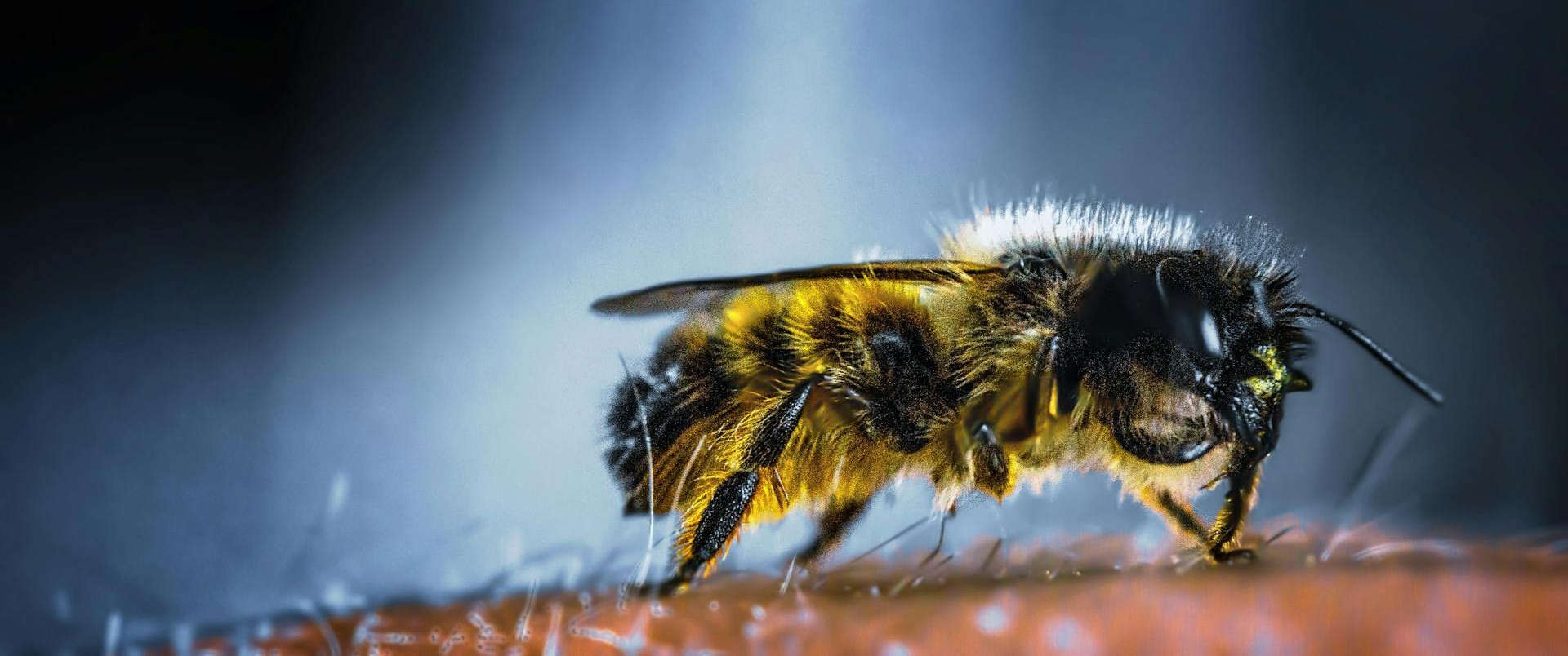Bumblebee against a shaded blue background.