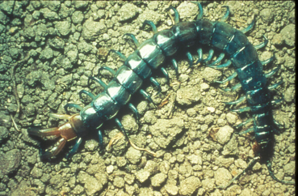 Bumble Bee on flower