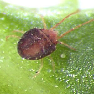 Clover Mite on green leaf