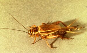 House Cricket