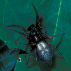 Hackled band weaver on a leaf.