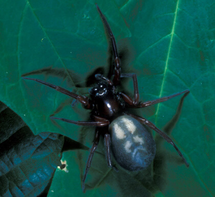 Bumble Bee on flower