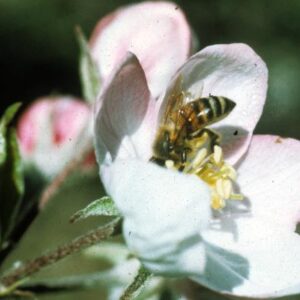 Honey bee on white flower