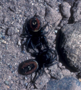 Jumping spider on soil