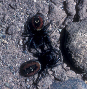 Jumping spider on soil