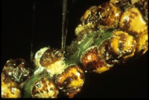 Scale insects