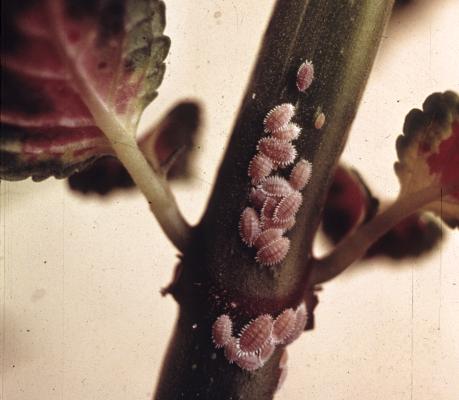 Bumble Bee on flower
