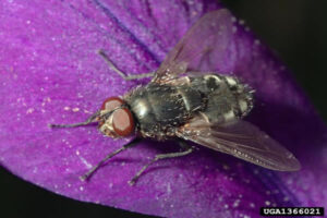 Little house fly on purple leaf