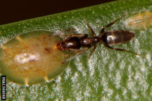 Adult Odorous house ant on leaf