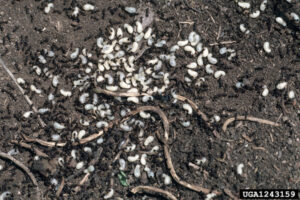 Ands and eggs on soil