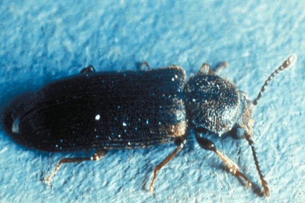 Bumble Bee on flower