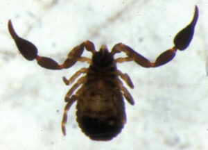 Flattened, oval-shaped pseudoscorpion