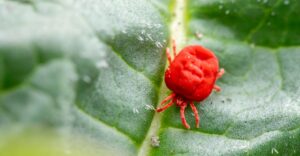 Clover mite closeup