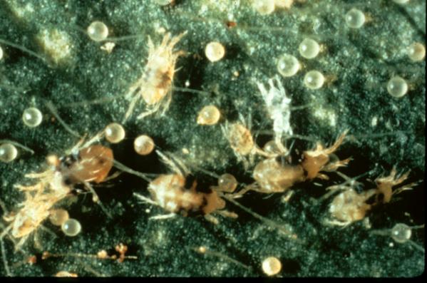 Bumble Bee on flower