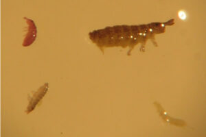 Several springtails