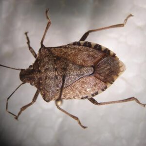 Brown marmorated stink bug adult.