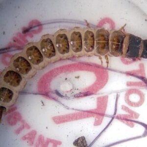 Predaceous ground beetles (Carabids) larva