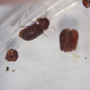 Multiple adult Drugstore beetles