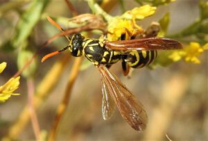 European paper wasp on Rabbitbrush
