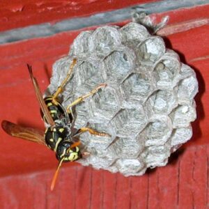 Singular wasp on open cell nest