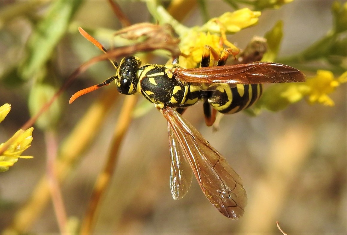 Bumble Bee on flower