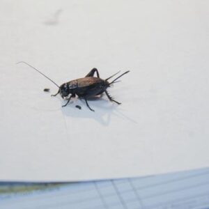 Field Cricket