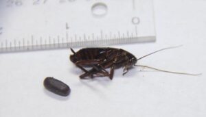 Oriental Cockroach with egg case