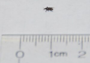 Rice weevil against ruler showing size of 3mm