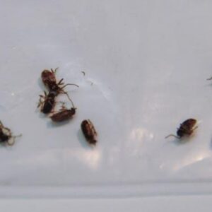 Aa dozen Whitemarked spider beetles.