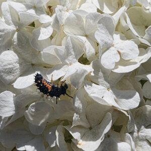 Lady beetle larva on white flower petals.