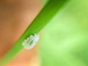 close up of mealybug