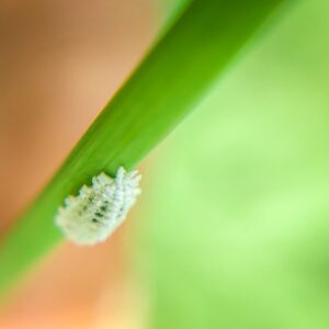close up of mealybug