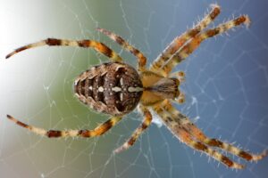 light brown and grayish varied colored orb weaver spider on web