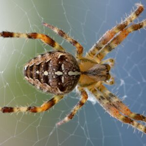light brown and grayish varied colored orb weaver spider on web