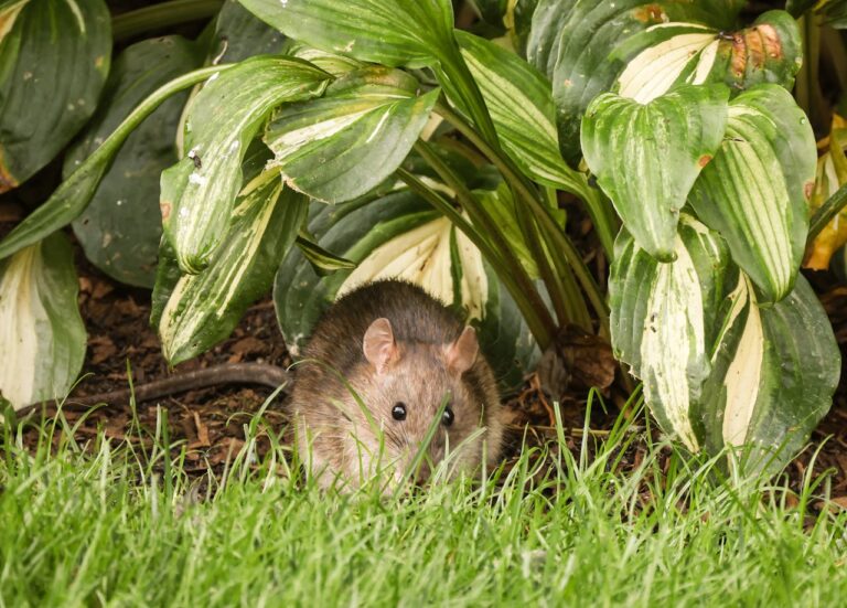 Mice and rats | Pestsense | Washington State University