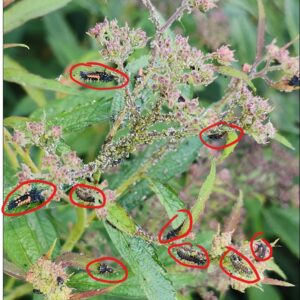Lady beetle larvae eating on aphid colony.