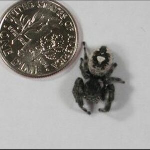 Bold jumping spider next to larger US dime.