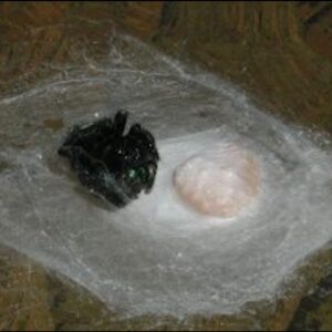 Dead jumping spider with egg sack.