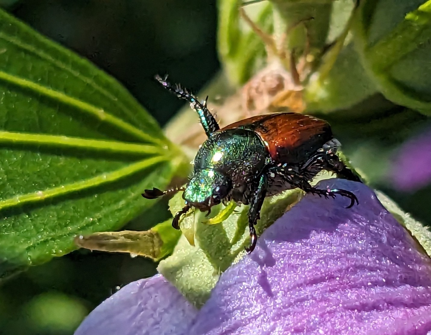 Colorful green and reddish brown adult Japanese beetle.