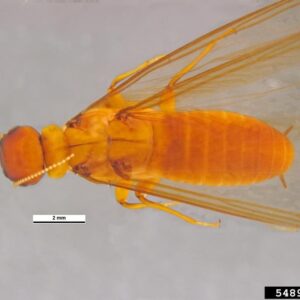 Magnified top view of winged termite.