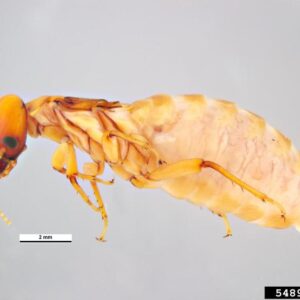 An egg laying queen termite.
