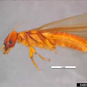 Winged adult dampwood termite.