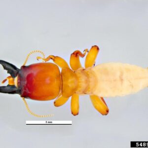Magnified image of a dampwood termite.