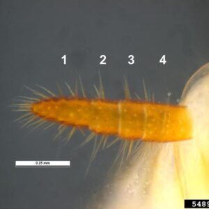 Four segments of dampwood termite cercus - magnified.