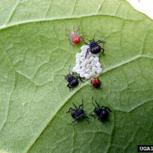Egg mass on leaf with three instar stages nearby.