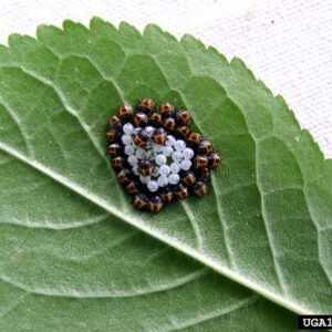 On a green leaf, a BMSB egg mass is completely circled by first instar nymphs.
