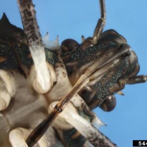 Close-up of BMSB face, sucking mouth parts forelegs and antenanae.